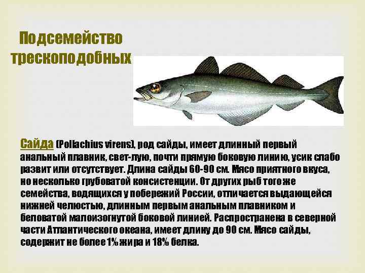 Подсемейство трескоподобных Сайда (Pollachius virens), род сайды, имеет длинный первый анальный плавник, свет лую,