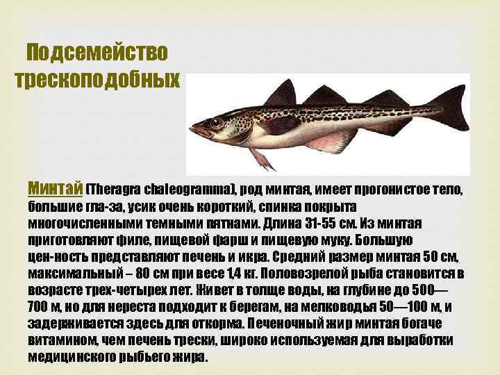 Подсемейство трескоподобных Минтай (Theragra chaleogramma), род минтая, имеет прогонистое тело, большие гла за, усик
