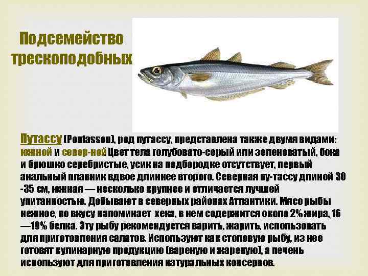 Подсемейство трескоподобных Путассу (Poutassou), род путассу, представлена также двумя видами: южной и север ной