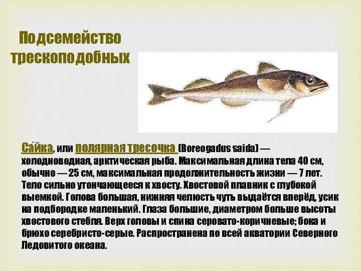 Подсемейство трескоподобных Са йка, или полярная тресочка (Boreogadus saida) — холодноводная, арктическая рыба. Максимальная