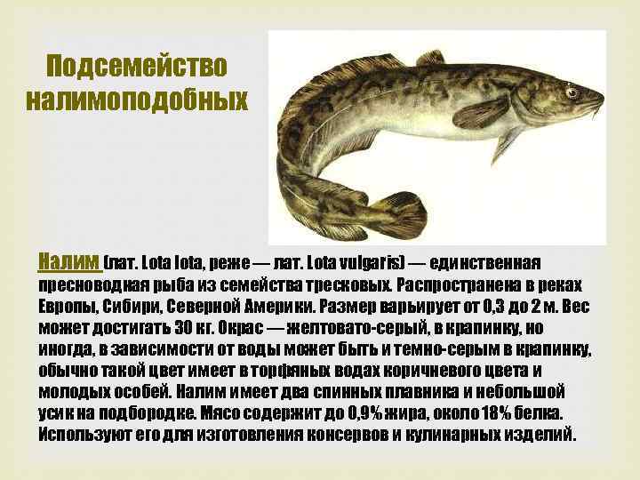 Подсемейство налимоподобных Налим (лат. Lota lota, реже — лат. Lota vulgaris) — единственная пресноводная