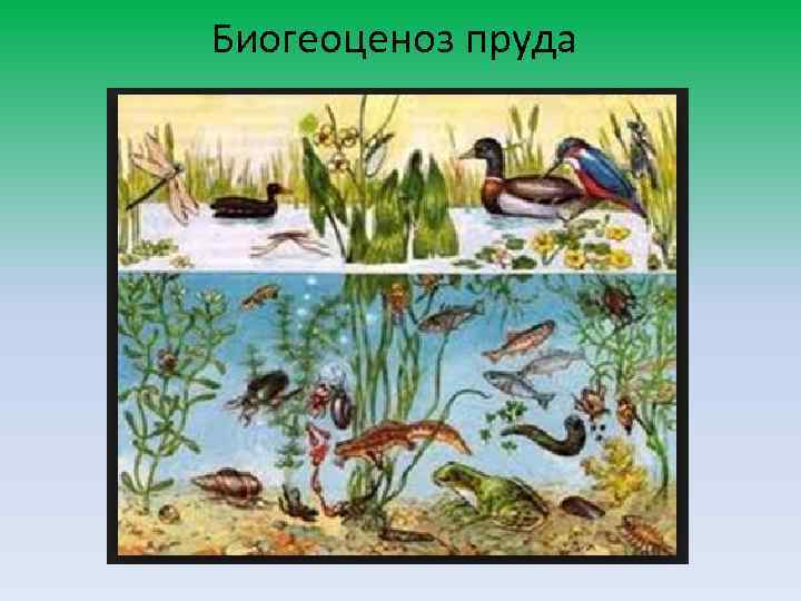 Биогеоценоз пруда 