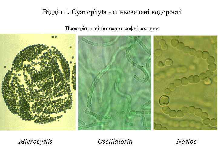 Відділ 1. Cyanophyta - синьозелені водорості Прокаріотичні фотоавтотрофні рослини Microcystis Oscillatoria Nostoc 