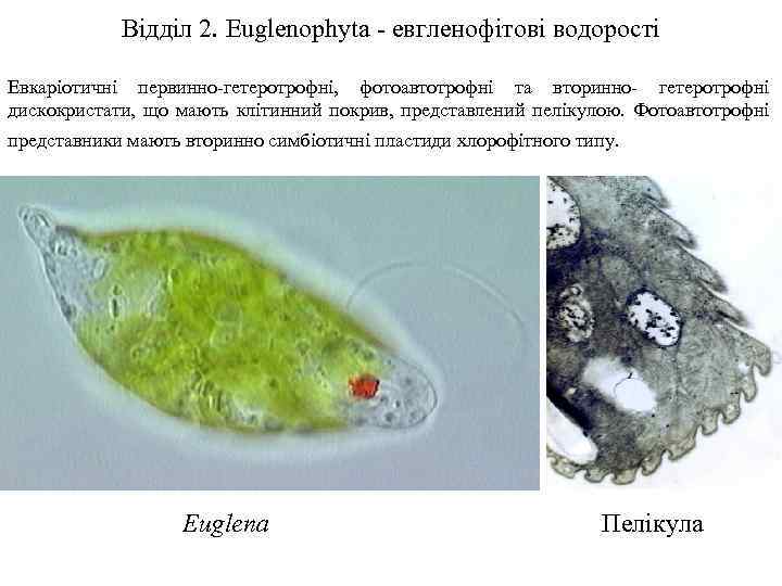 Відділ 2. Euglenophyta - евгленофітові водорості Евкаріотичні первинно-гетеротрофні, фотоавтотрофні та вторинно- гетеротрофні дискокристати, що