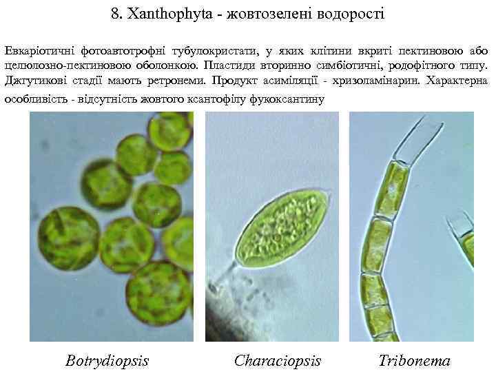 8. Xanthophyta - жовтозелені водорості Евкаріотичні фотоавтотрофні тубулокристати, у яких клітини вкриті пектиновою або