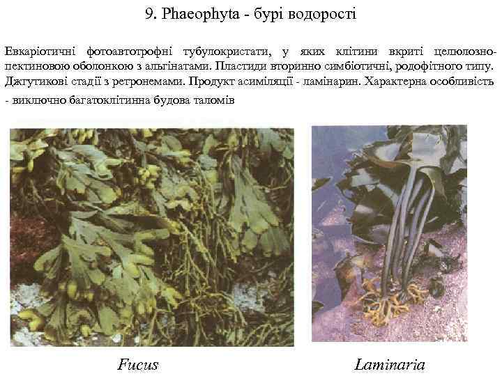 9. Phaeophyta - бурі водорості Евкаріотичні фотоавтотрофні тубулокристати, у яких клітини вкриті целюлознопектиновою оболонкою