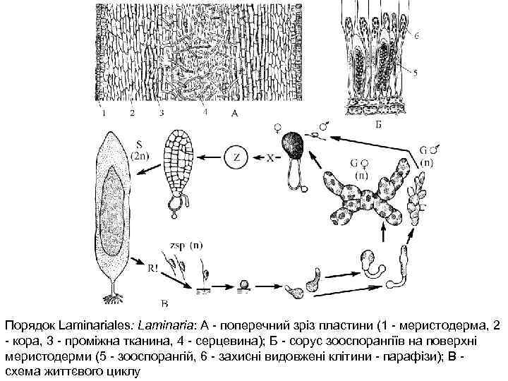 Порядок Laminariales: Laminaria: А - поперечний зріз пластини (1 - меристодерма, 2 - кора,