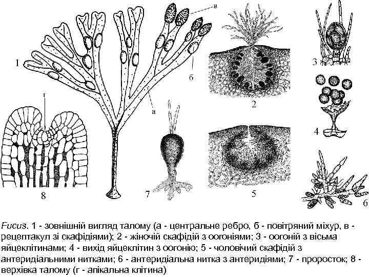 Fucus. 1 - зовнішній вигляд талому (а - центральне ребро, б - повітряний міхур,