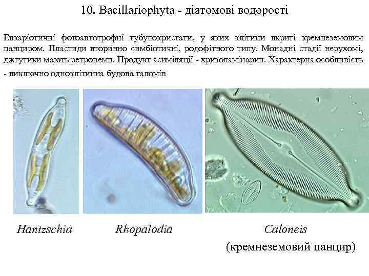 10. Bacillariophyta - діатомові водорості Евкаріотичні фотоавтотрофні тубулокристати, у яких клітини вкриті кремнеземовим панциром.