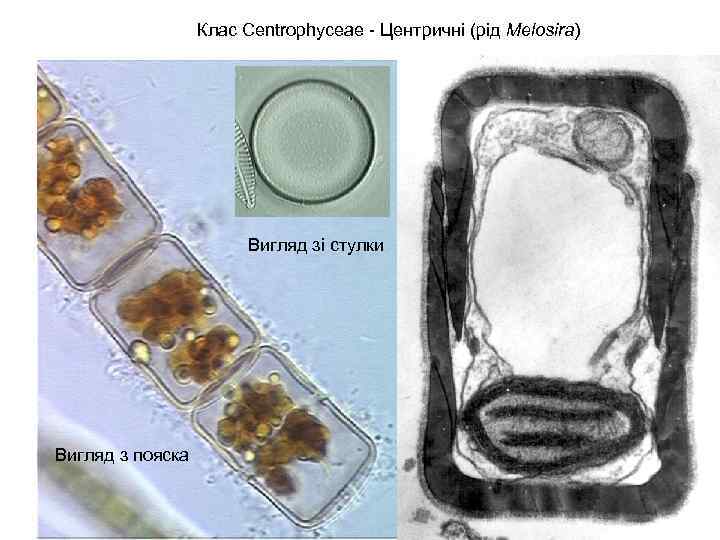 Клас Centrophyceae - Центричні (рід Melosira) Вигляд зі стулки Вигляд з пояска 