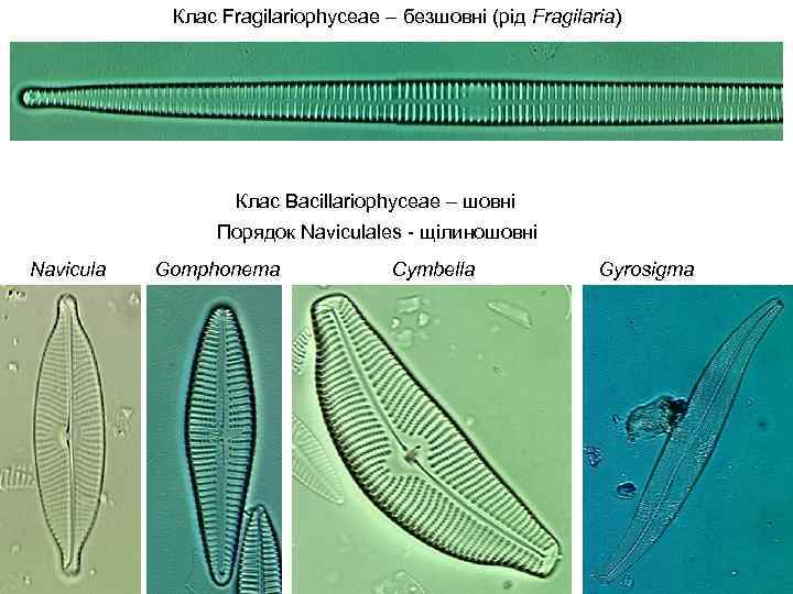 Клас Fragilariophyceae – безшовні (рід Fragilaria) Клас Bacillariophyceae – шовні Порядок Naviculales - щілиношовні