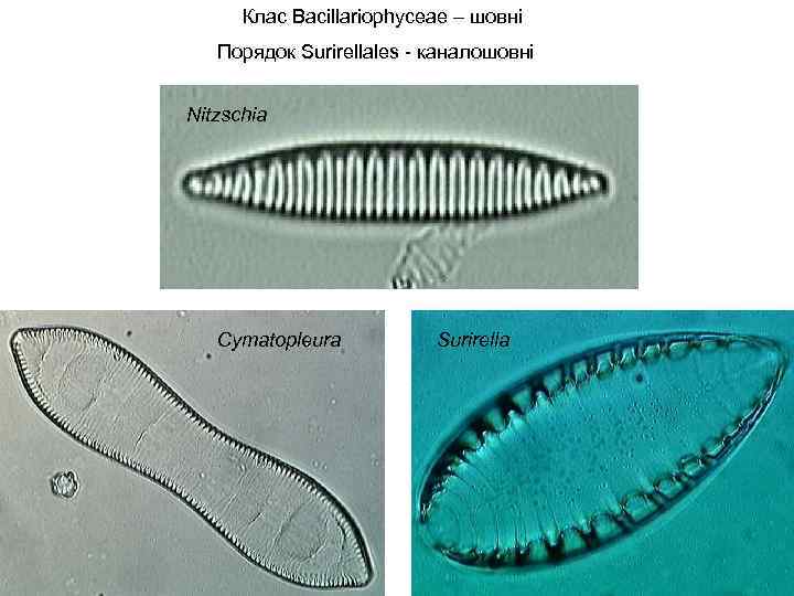 Клас Bacillariophyceae – шовні Порядок Surirellales - каналошовні Nitzschia Cymatopleura Surirella 