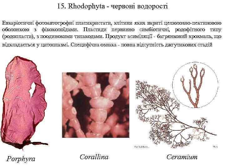 15. Rhodophyta - червоні водорості Евкаріотичні фотоавтотрофні платикристати, клітини яких вкриті целюлозно-пектиновою оболонкою з