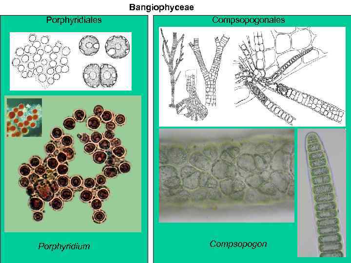 Bangiophyceae Porphyridiales Porphyridium Compsopogonales Compsopogon 