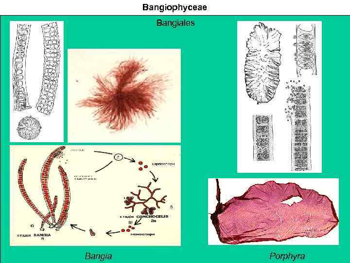 Bangiophyceae Bangiales Bangia Porphyra 