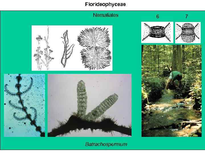 Florideophyceae Nemaliales Batrachospermum 6 7 