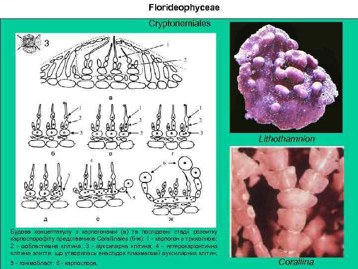 Florideophyceae Cryptonemiales 3 Lithothamnion Будова концептакулу з карпогонами (а) та послідовні стадії розвитку карпоспорофіту