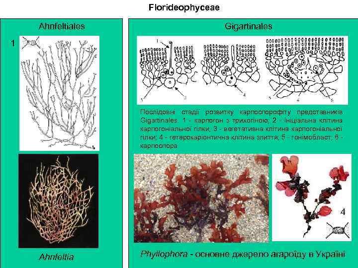 Florideophyceae Ahnfeltiales Gigartinales 1 Послідовні стадії розвитку карпоспорофіту представників Gigartinales. 1 - карпогон з