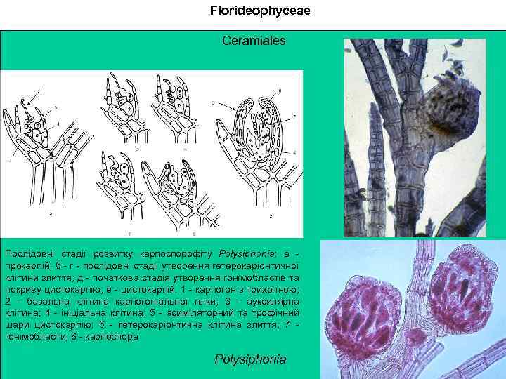 Florideophyceae Ceramiales Послідовні стадії розвитку карпоспорофіту Polysiphonia: а - прокарпій; б - г -