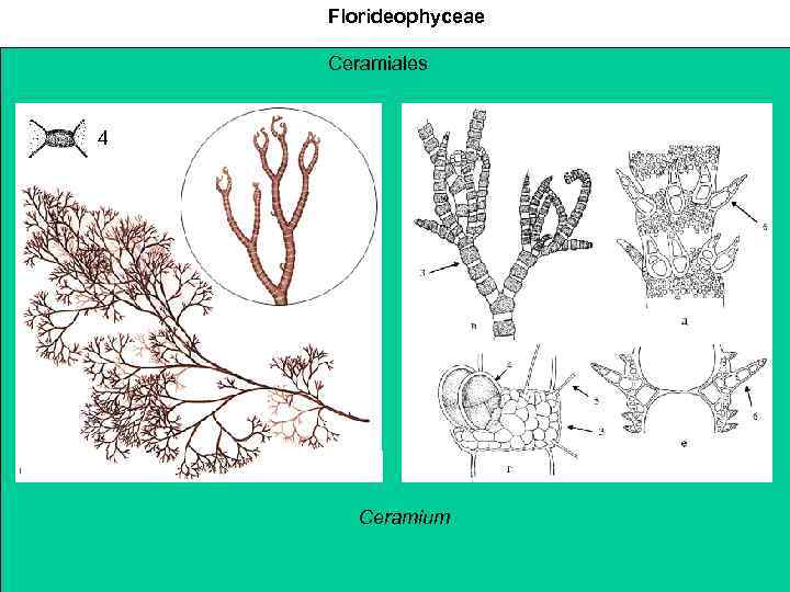 Florideophyceae Ceramiales 4 Ceramium 