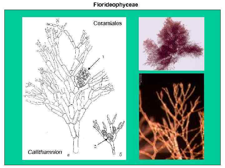 Florideophyceae Ceramiales Callithamnion 