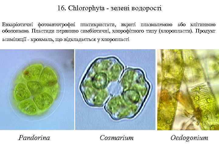 16. Chlorophyta - зелені водорості Евкаріотичні фотоавтотрофні платикристати, вкриті плазмалемою або клітинною оболонкою. Пластиди