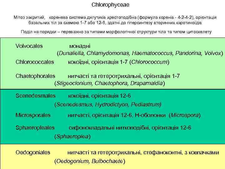 Chlorophyceae Мітоз закритий, коренева система джгутиків хрестоподібна (формула коренів - 4 -2 -4 -2),