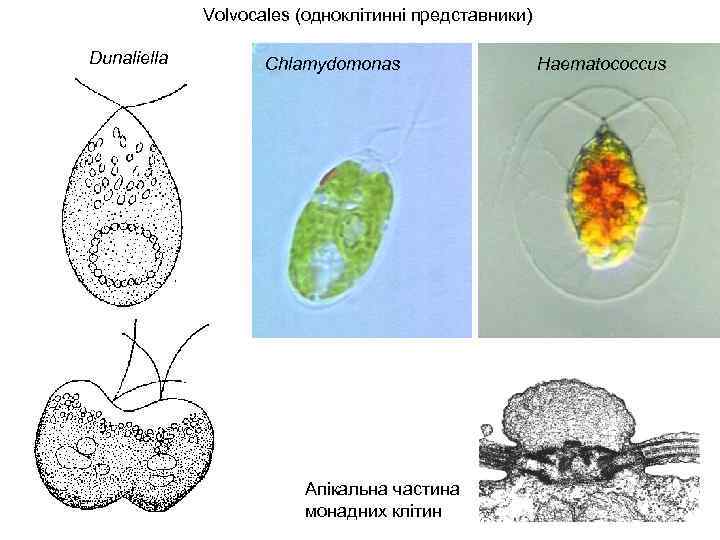 Volvocales (одноклітинні представники) Dunaliella Chlamydomonas Апікальна частина монадних клітин Haematococcus 