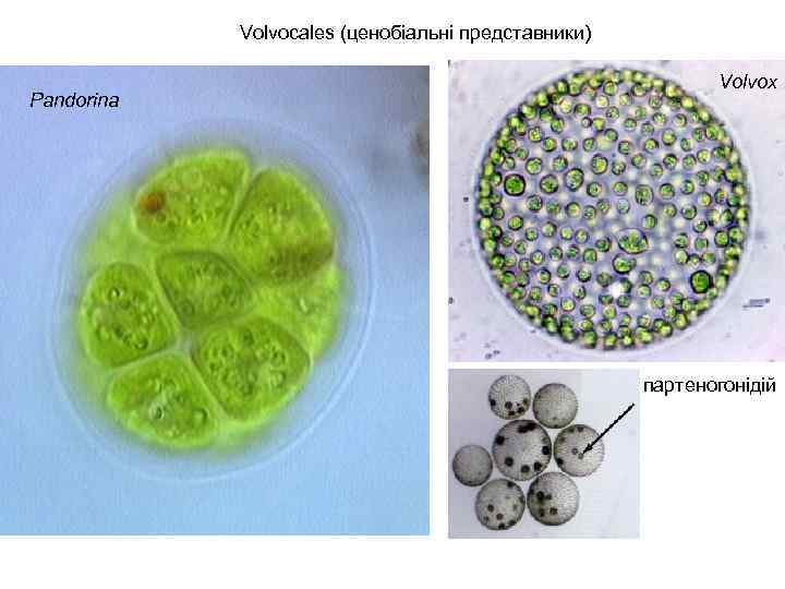 Volvocales (ценобіальні представники) Pandorina Volvox партеногонідій 