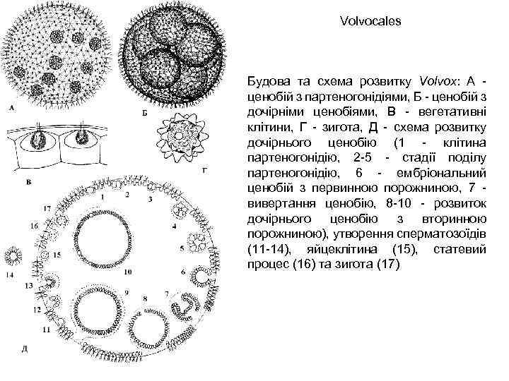 Volvocales Будова та схема розвитку Volvox: А - ценобій з партеногонідіями, Б - ценобій