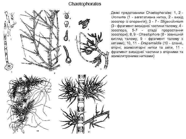 Chaetophorales Деякі представники Chaetophorales: 1, 2 - Uronema (1 - вегетативна нитка, 2 -