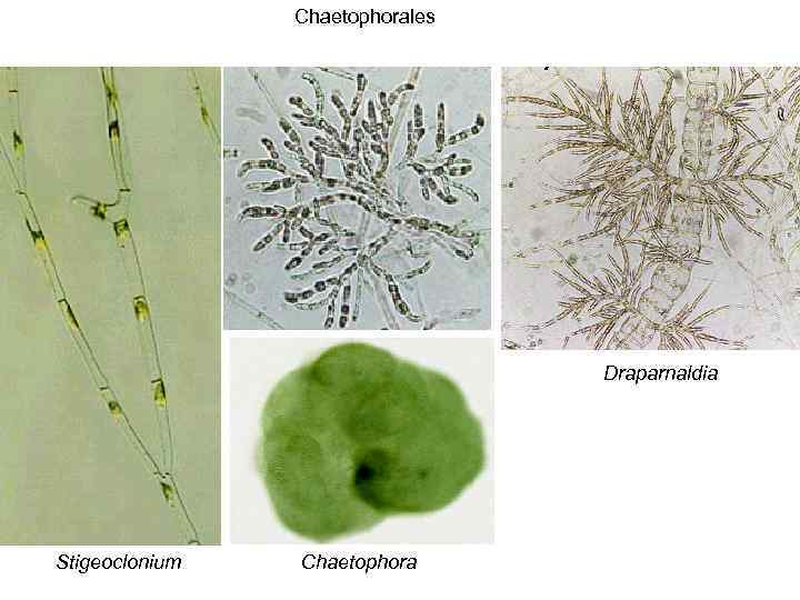 Chaetophorales Draparnaldia Stigeoclonium Chaetophora 