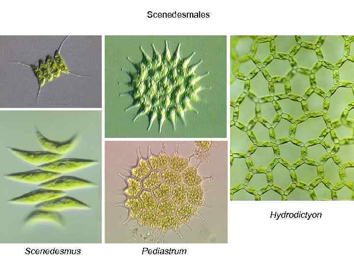 Scenedesmales Hydrodictyon Scenedesmus Pediastrum 