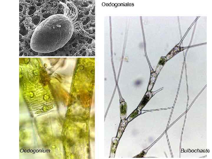 Oedogoniales Oedogonium Bulbochaete 