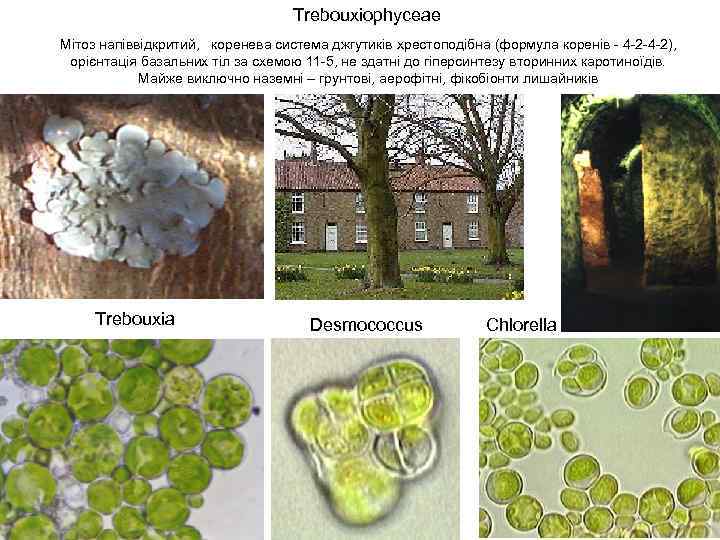 Trebouxiophyceae Мітоз напіввідкритий, коренева система джгутиків хрестоподібна (формула коренів - 4 -2 -4 -2),