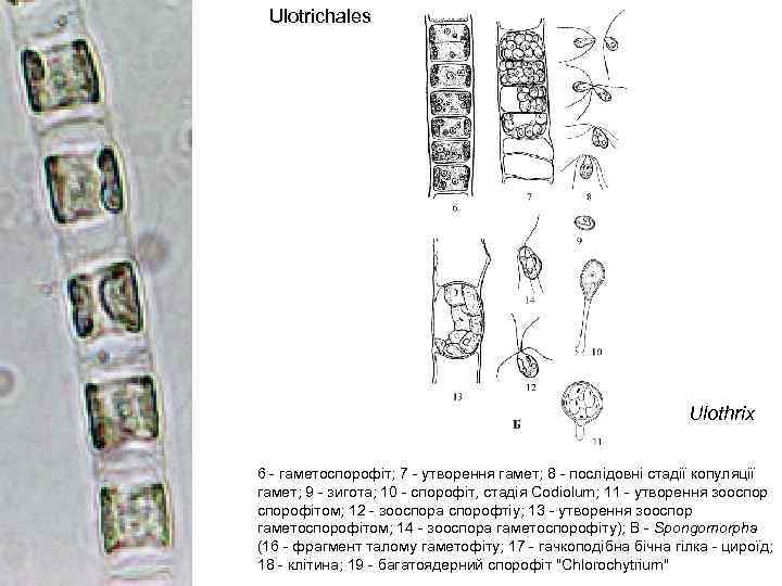 Ulotrichales Ulothrix 6 - гаметоспорофіт; 7 - утворення гамет; 8 - послідовні стадії копуляції