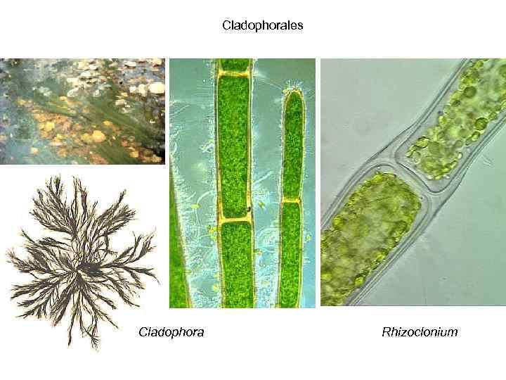 Кладофора хвощ полевой редька дикая среда обитания. Кладофора таллом. Кладофора водоросль. Кладофора водоросль микроскоп. Кладофора клетка.