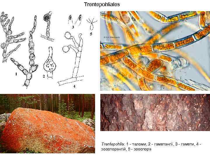 Trentepohliales Trentepohlia: 1 - таломи, 2 - гаметангії, 3 - гамети, 4 - зооспорангій,