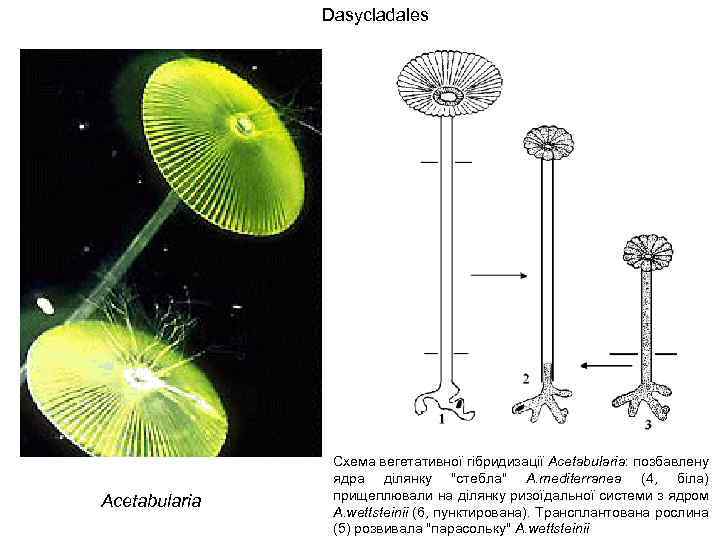 Dasycladales Acetabularia Схема вегетативної гібридизації Acetabularia: позбавлену ядра ділянку 