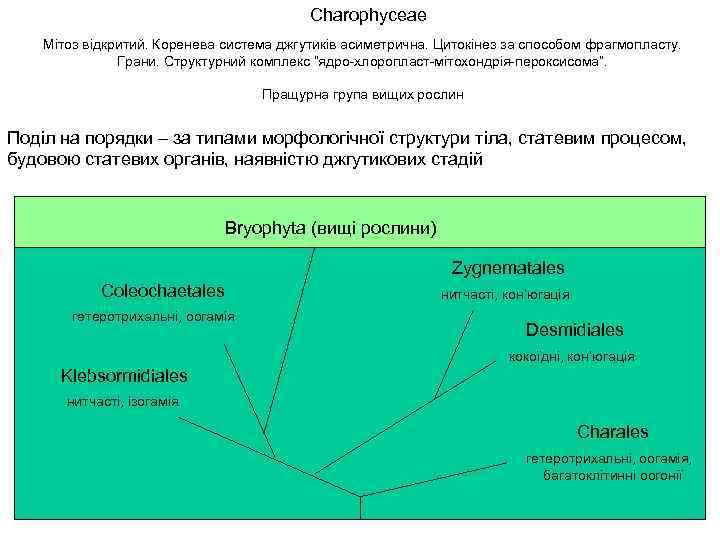 Charophyceae Мітоз відкритий. Коренева система джгутиків асиметрична. Цитокінез за способом фрагмопласту. Грани. Структурний комплекс