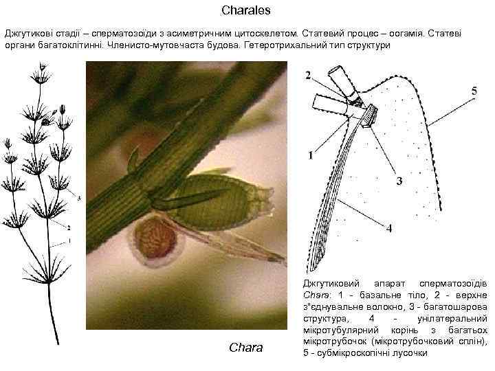 Charales Джгутикові стадії – сперматозоїди з асиметричним цитоскелетом. Статевий процес – оогамія. Статеві органи