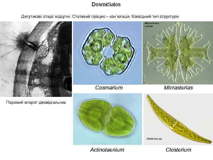 Desmidiales Джгутикові стадії відсутні. Статевий процес – кон’югація. Кокоїдний тип структури Cosmarium Micrasterias Actinotaenium
