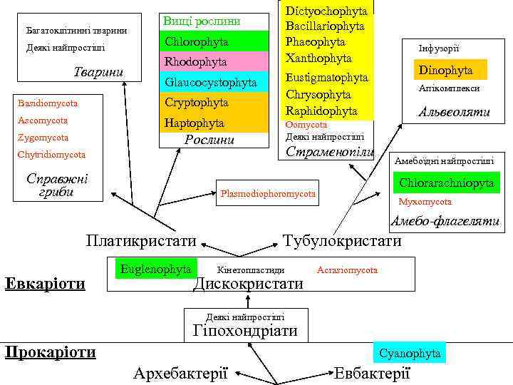 Багатоклітинні тварини Деякі найпростіші Тварини Rhodophyta Dictyochophyta Bacillariophyta Phaeophyta Xanthophyta Glaucocystophyta Eustigmatophyta Вищі рослини