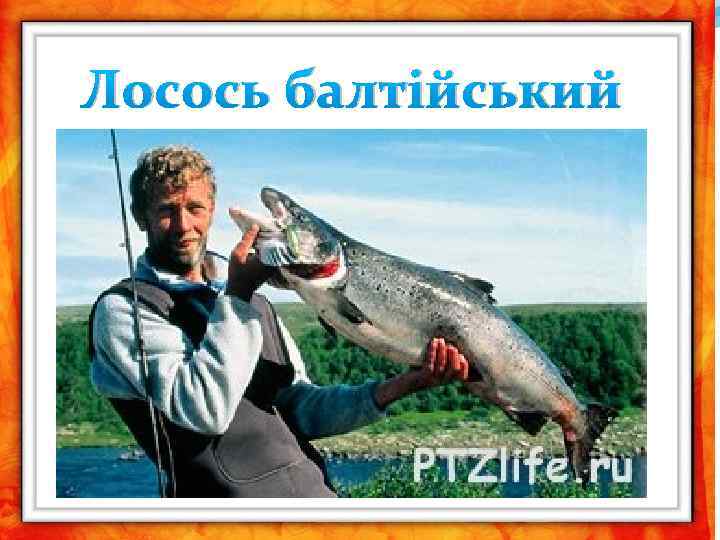 Лосось балтійський 