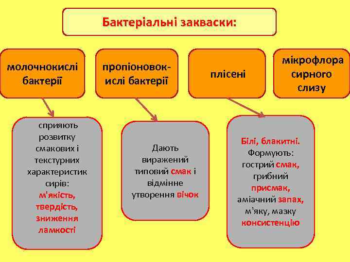 Бактеріальні закваски: молочнокислі бактерії сприяють розвитку смакових і текстурних характеристик сирів: м'якість, твердість, зниження