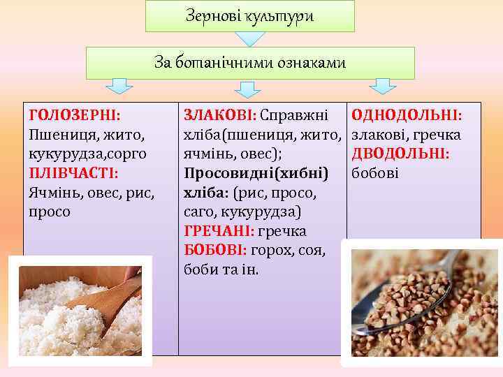 Зернові культури За ботанічними ознаками ГОЛОЗЕРНІ: Пшениця, жито, кукурудза, сорго ПЛІВЧАСТІ: Ячмінь, овес, рис,