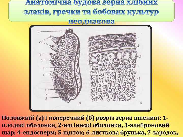 Подовжній (а) і поперечний (б) розріз зерна пшениці: 1 плодові оболонки, 2 -насіннєві оболонки,