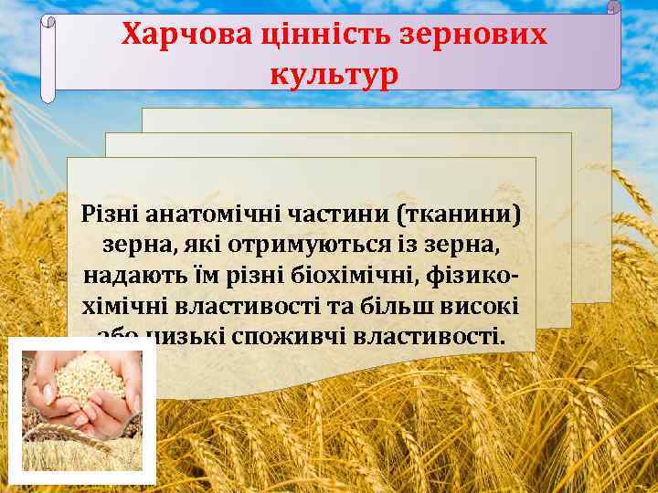 Харчова цінність зернових культур Різні анатомічні частини (тканини) зерна, які отримуються із зерна, надають