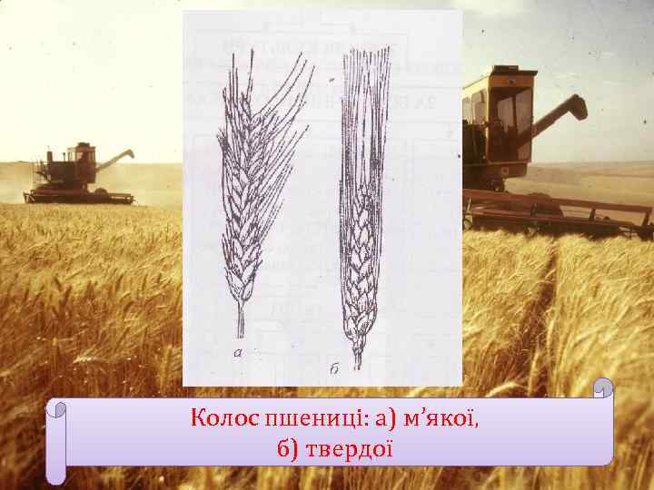 Колос пшениці: а) м’якої, б) твердої 