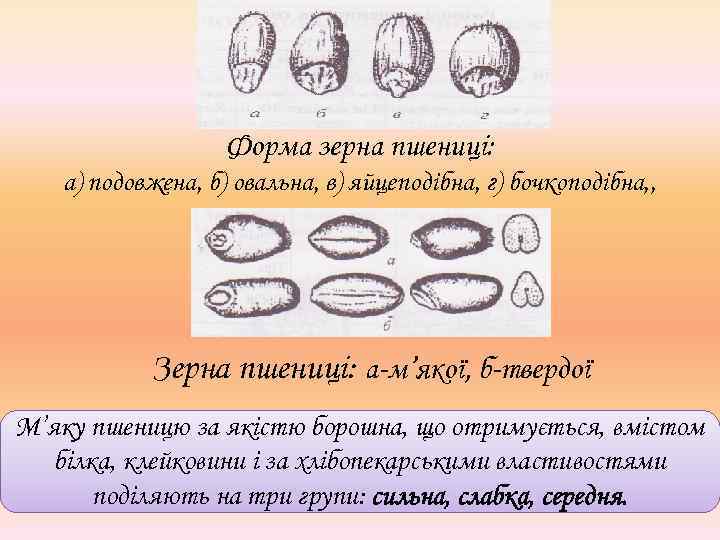 Форма зерна пшениці: а) подовжена, б) овальна, в) яйцеподібна, г) бочкоподібна, , Зерна пшениці: